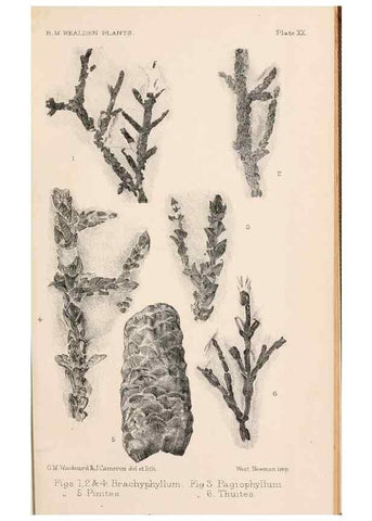 Reproducción/Reproduction 8496823541: Catalogue of the Mesozoic plants in the Department of Geology, British Museum (Natural History). London,Trustees of the B.M.,1894-1915.