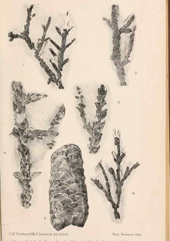 Reproducción/Reproduction 8496823541: Catalogue of the Mesozoic plants in the Department of Geology, British Museum (Natural History). London,Trustees of the B.M.,1894-1915.