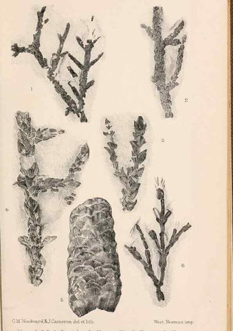 Reproducción/Reproduction 8496823541: Catalogue of the Mesozoic plants in the Department of Geology, British Museum (Natural History). London,Trustees of the B.M.,1894-1915.