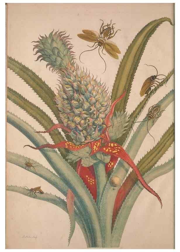 Reproducción/Reproduction 8506172523: Metamorphosis insectorum surinamensium.. Amsterdam :Voor den auteur, als ook by G. Valck,[1705]