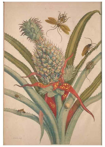 Reproducción/Reproduction 8506172523: Metamorphosis insectorum surinamensium.. Amsterdam :Voor den auteur, als ook by G. Valck,[1705]