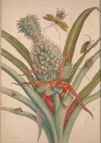 Reproducción/Reproduction 8506172523: Metamorphosis insectorum surinamensium.. Amsterdam :Voor den auteur, als ook by G. Valck,[1705]