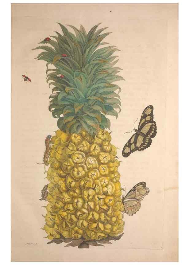 Reproducción/Reproduction 8506173255: Metamorphosis insectorum surinamensium.. Amsterdam :Voor den auteur, als ook by G. Valck,[1705]