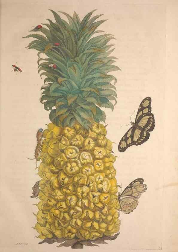 Reproducción/Reproduction 8506173255: Metamorphosis insectorum surinamensium.. Amsterdam :Voor den auteur, als ook by G. Valck,[1705]