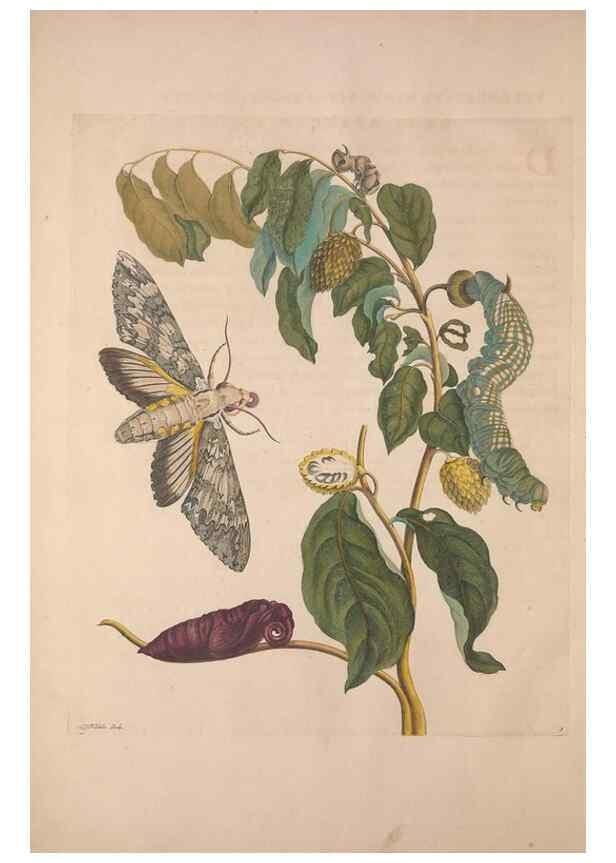 Reproducción/Reproduction 8507284752: Metamorphosis insectorum surinamensium.. Amsterdam :Voor den auteur, als ook by G. Valck,[1705]