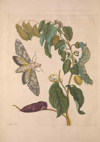 Reproducción/Reproduction 8507284752: Metamorphosis insectorum surinamensium.. Amsterdam :Voor den auteur, als ook by G. Valck,[1705]