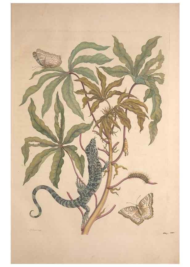 Reproducción/Reproduction 8507285330: Metamorphosis insectorum surinamensium.. Amsterdam :Voor den auteur, als ook by G. Valck,[1705]