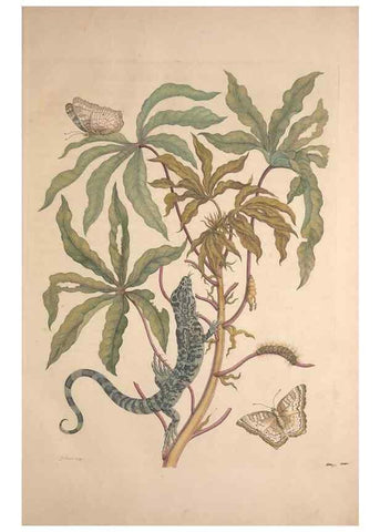 Reproducción/Reproduction 8507285330: Metamorphosis insectorum surinamensium.. Amsterdam :Voor den auteur, als ook by G. Valck,[1705]