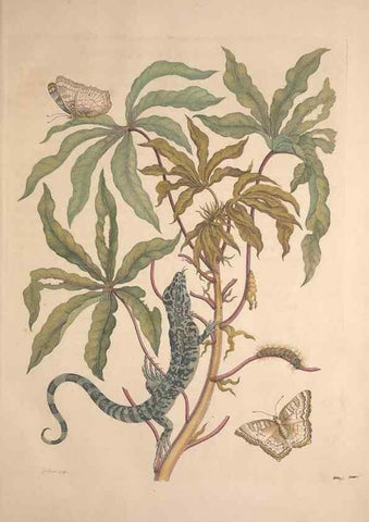 Reproducción/Reproduction 8507285330: Metamorphosis insectorum surinamensium.. Amsterdam :Voor den auteur, als ook by G. Valck,[1705]