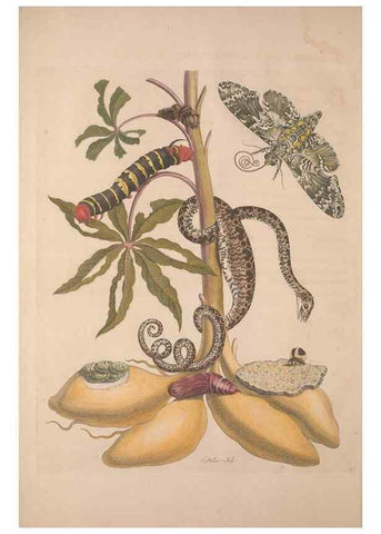 Reproducción/Reproduction 8506175543: Metamorphosis insectorum surinamensium.. Amsterdam :Voor den auteur, als ook by G. Valck,[1705]