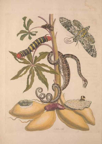 Reproducción/Reproduction 8506175543: Metamorphosis insectorum surinamensium.. Amsterdam :Voor den auteur, als ook by G. Valck,[1705]