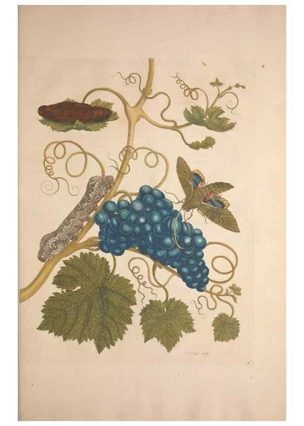 Reproducción/Reproduction 8507304282: Metamorphosis insectorum surinamensium.. Amsterdam :Voor den auteur, als ook by G. Valck,[1705]