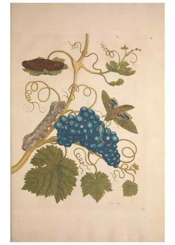 Reproducción/Reproduction 8507304282: Metamorphosis insectorum surinamensium.. Amsterdam :Voor den auteur, als ook by G. Valck,[1705]