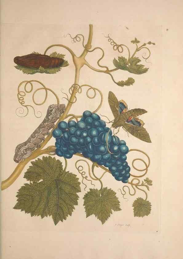 Reproducción/Reproduction 8507304282: Metamorphosis insectorum surinamensium.. Amsterdam :Voor den auteur, als ook by G. Valck,[1705]