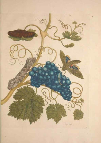 Reproducción/Reproduction 8507304282: Metamorphosis insectorum surinamensium.. Amsterdam :Voor den auteur, als ook by G. Valck,[1705]