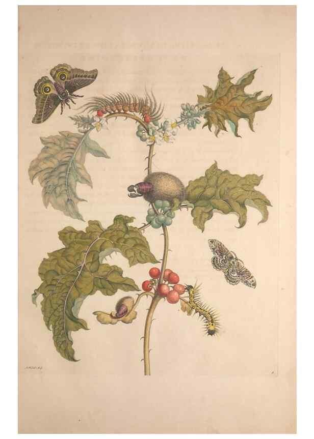 Reproducción/Reproduction 8507286730: Metamorphosis insectorum surinamensium.. Amsterdam :Voor den auteur, als ook by G. Valck,[1705]