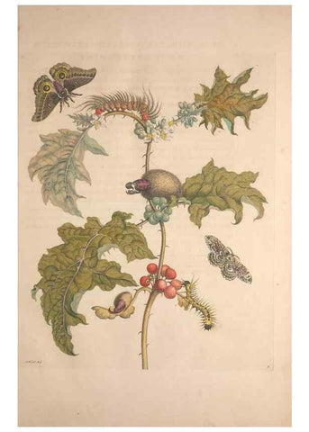Reproducción/Reproduction 8507286730: Metamorphosis insectorum surinamensium.. Amsterdam :Voor den auteur, als ook by G. Valck,[1705]