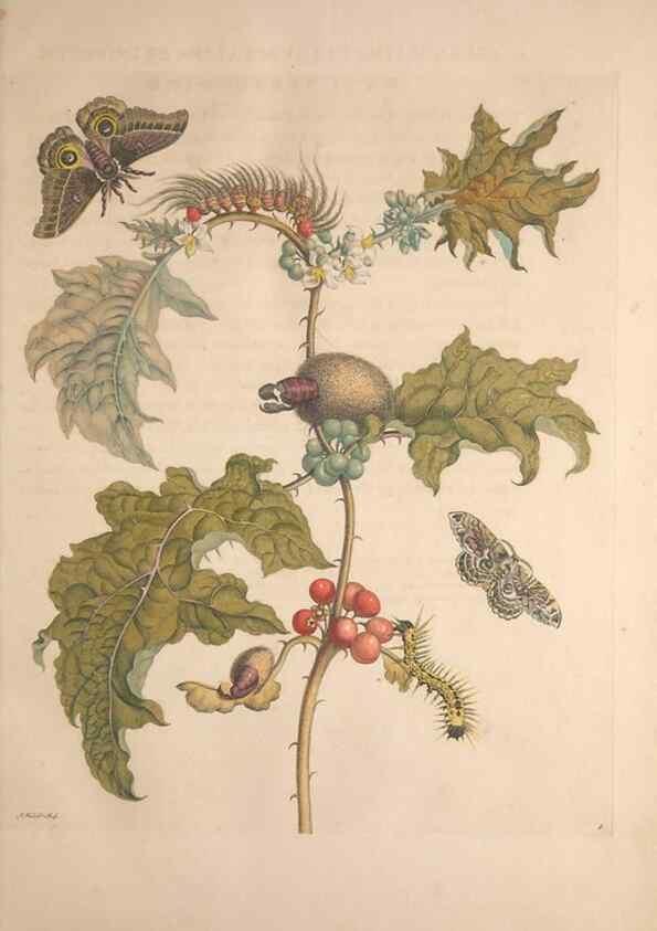 Reproducción/Reproduction 8507286730: Metamorphosis insectorum surinamensium.. Amsterdam :Voor den auteur, als ook by G. Valck,[1705]