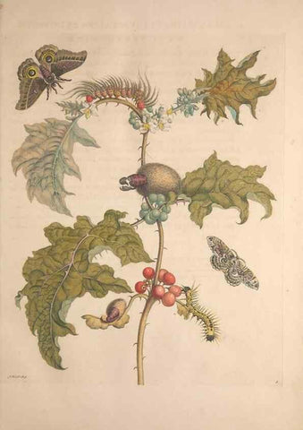 Reproducción/Reproduction 8507286730: Metamorphosis insectorum surinamensium.. Amsterdam :Voor den auteur, als ook by G. Valck,[1705]