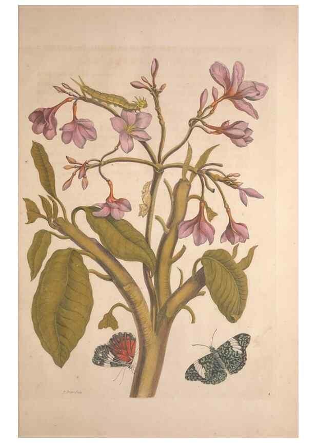 Reproducción/Reproduction 8507287882: Metamorphosis insectorum surinamensium.. Amsterdam :Voor den auteur, als ook by G. Valck,[1705]