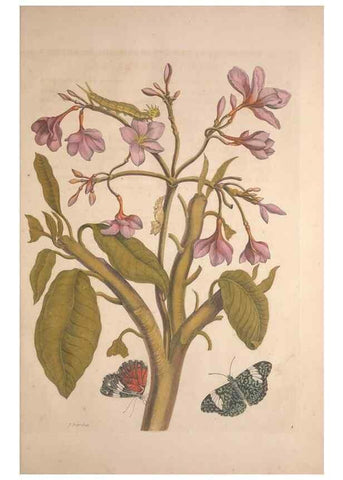 Reproducción/Reproduction 8507287882: Metamorphosis insectorum surinamensium.. Amsterdam :Voor den auteur, als ook by G. Valck,[1705]