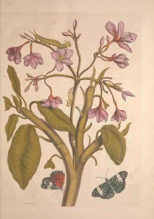 Reproducción/Reproduction 8507287882: Metamorphosis insectorum surinamensium.. Amsterdam :Voor den auteur, als ook by G. Valck,[1705]