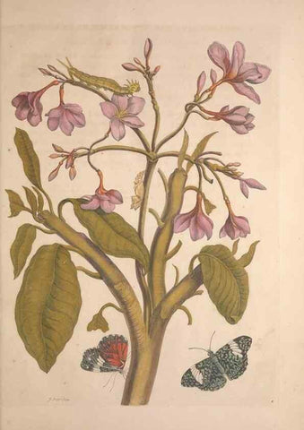 Reproducción/Reproduction 8507287882: Metamorphosis insectorum surinamensium.. Amsterdam :Voor den auteur, als ook by G. Valck,[1705]