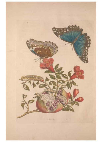 Reproducción/Reproduction 8506177815: Metamorphosis insectorum surinamensium.. Amsterdam :Voor den auteur, als ook by G. Valck,[1705]