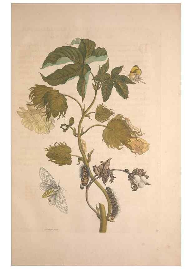 Reproducción/Reproduction 8506178387: Metamorphosis insectorum surinamensium.. Amsterdam :Voor den auteur, als ook by G. Valck,[1705]