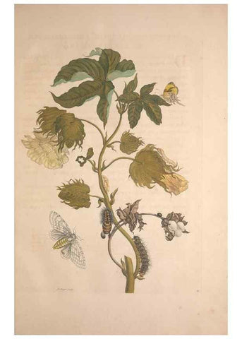 Reproducción/Reproduction 8506178387: Metamorphosis insectorum surinamensium.. Amsterdam :Voor den auteur, als ook by G. Valck,[1705]