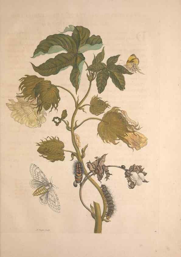 Reproducción/Reproduction 8506178387: Metamorphosis insectorum surinamensium.. Amsterdam :Voor den auteur, als ook by G. Valck,[1705]