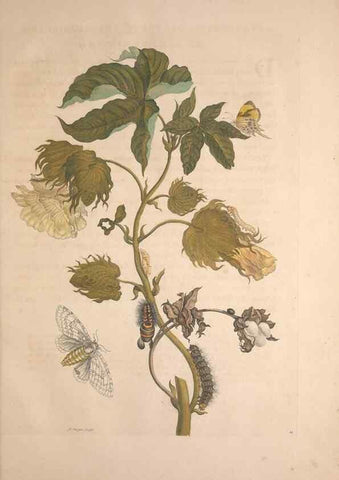 Reproducción/Reproduction 8506178387: Metamorphosis insectorum surinamensium.. Amsterdam :Voor den auteur, als ook by G. Valck,[1705]