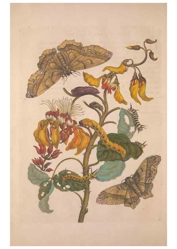 Reproducción/Reproduction 8507289498: Metamorphosis insectorum surinamensium.. Amsterdam :Voor den auteur, als ook by G. Valck,[1705]