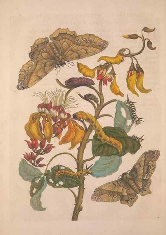 Reproducción/Reproduction 8507289498: Metamorphosis insectorum surinamensium.. Amsterdam :Voor den auteur, als ook by G. Valck,[1705]