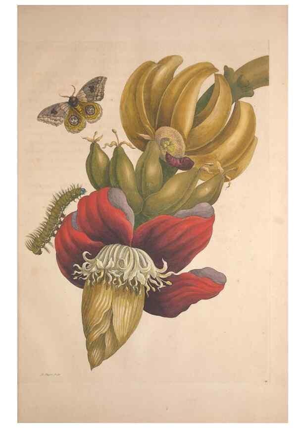 Reproducción/Reproduction 8506179689: Metamorphosis insectorum surinamensium.. Amsterdam :Voor den auteur, als ook by G. Valck,[1705]