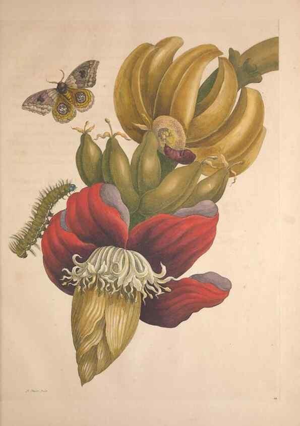 Reproducción/Reproduction 8506179689: Metamorphosis insectorum surinamensium.. Amsterdam :Voor den auteur, als ook by G. Valck,[1705]