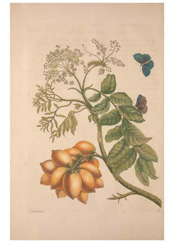 Reproducción/Reproduction 8507290948: Metamorphosis insectorum surinamensium.. Amsterdam :Voor den auteur, als ook by G. Valck,[1705]