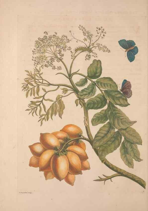 Reproducción/Reproduction 8507290948: Metamorphosis insectorum surinamensium.. Amsterdam :Voor den auteur, als ook by G. Valck,[1705]