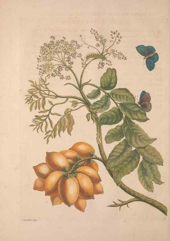 Reproducción/Reproduction 8507290948: Metamorphosis insectorum surinamensium.. Amsterdam :Voor den auteur, als ook by G. Valck,[1705]