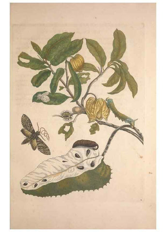 Reproducción/Reproduction 8507291712: Metamorphosis insectorum surinamensium.. Amsterdam :Voor den auteur, als ook by G. Valck,[1705]