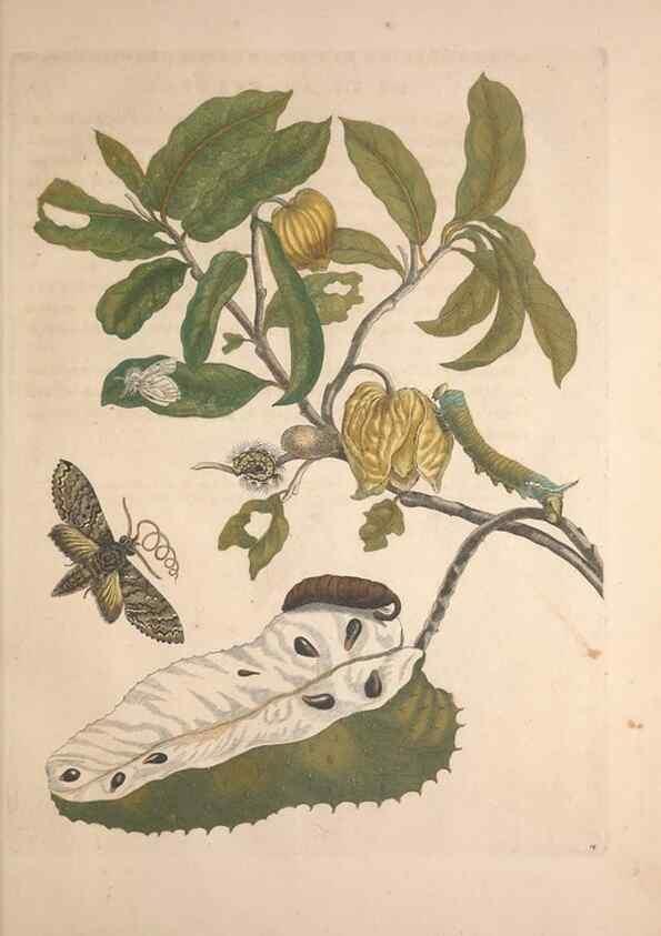 Reproducción/Reproduction 8507291712: Metamorphosis insectorum surinamensium.. Amsterdam :Voor den auteur, als ook by G. Valck,[1705]