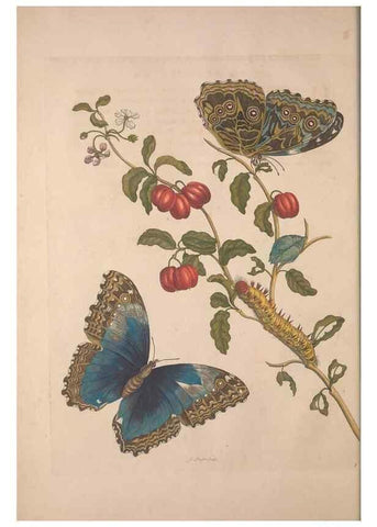 Reproducción/Reproduction 8506176561: Metamorphosis insectorum surinamensium.. Amsterdam :Voor den auteur, als ook by G. Valck,[1705]