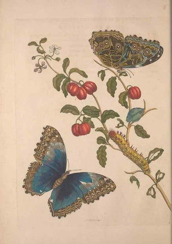 Reproducción/Reproduction 8506176561: Metamorphosis insectorum surinamensium.. Amsterdam :Voor den auteur, als ook by G. Valck,[1705]
