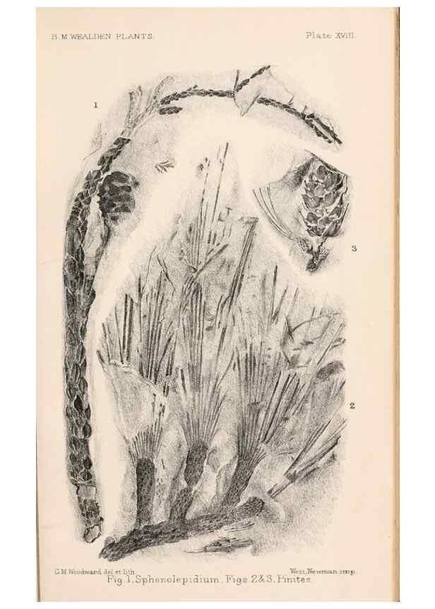 Reproducción/Reproduction 8496822505: Catalogue of the Mesozoic plants in the Department of Geology, British Museum (Natural History). London,Trustees of the B.M.,1894-1915.