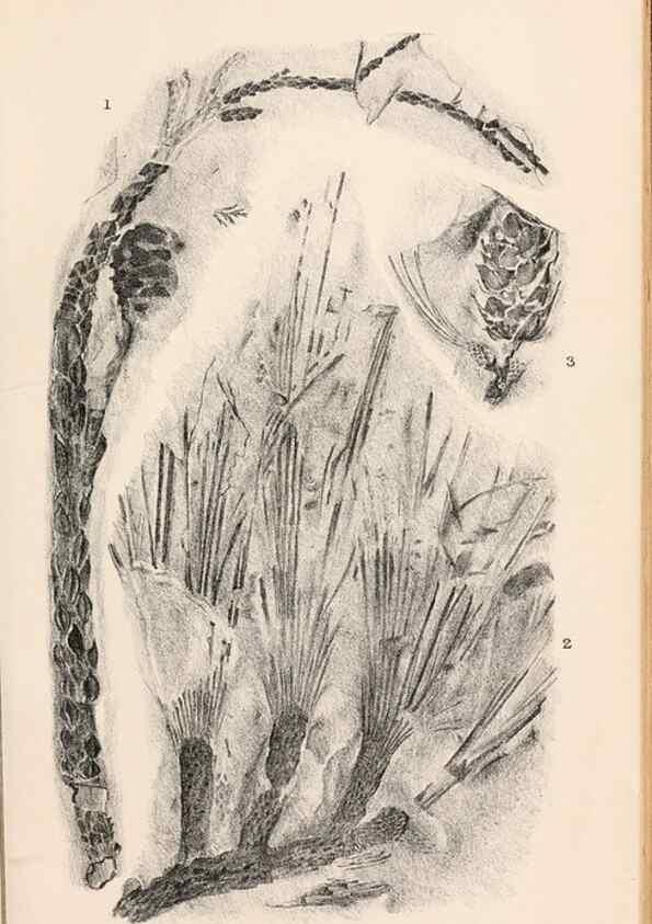 Reproducción/Reproduction 8496822505: Catalogue of the Mesozoic plants in the Department of Geology, British Museum (Natural History). London,Trustees of the B.M.,1894-1915.