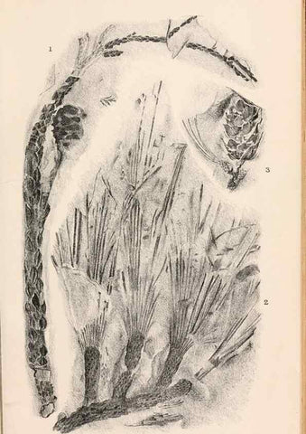 Reproducción/Reproduction 8496822505: Catalogue of the Mesozoic plants in the Department of Geology, British Museum (Natural History). London,Trustees of the B.M.,1894-1915.