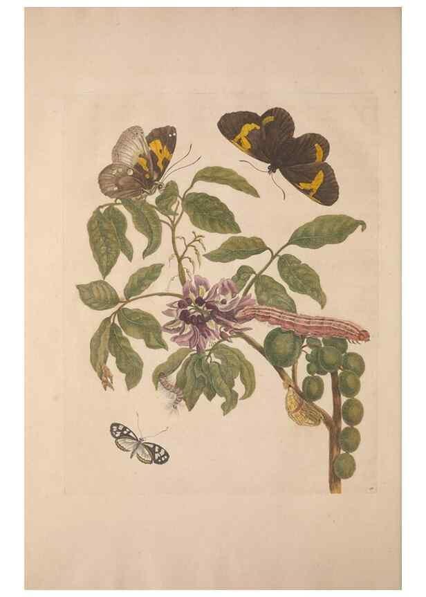 Reproducción/Reproduction 8507304884: Metamorphosis insectorum surinamensium.. Amsterdam :Voor den auteur, als ook by G. Valck,[1705]