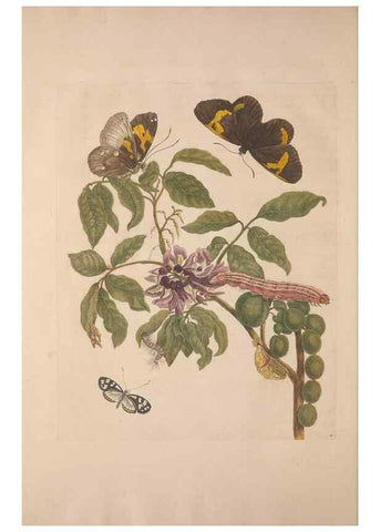 Reproducción/Reproduction 8507304884: Metamorphosis insectorum surinamensium.. Amsterdam :Voor den auteur, als ook by G. Valck,[1705]