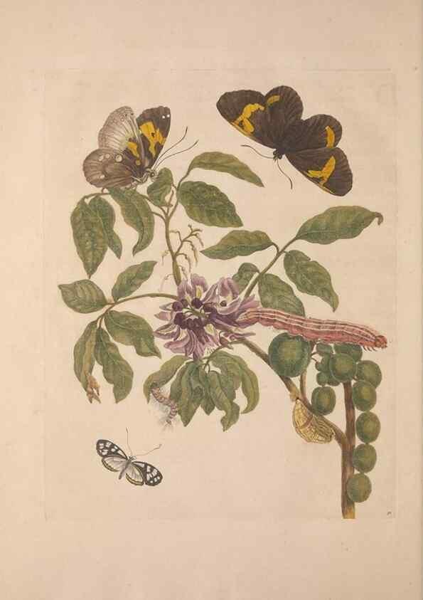 Reproducción/Reproduction 8507304884: Metamorphosis insectorum surinamensium.. Amsterdam :Voor den auteur, als ook by G. Valck,[1705]