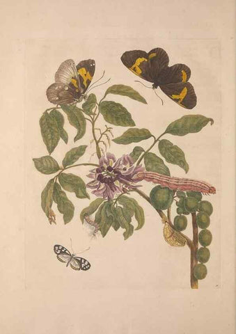 Reproducción/Reproduction 8507304884: Metamorphosis insectorum surinamensium.. Amsterdam :Voor den auteur, als ook by G. Valck,[1705]